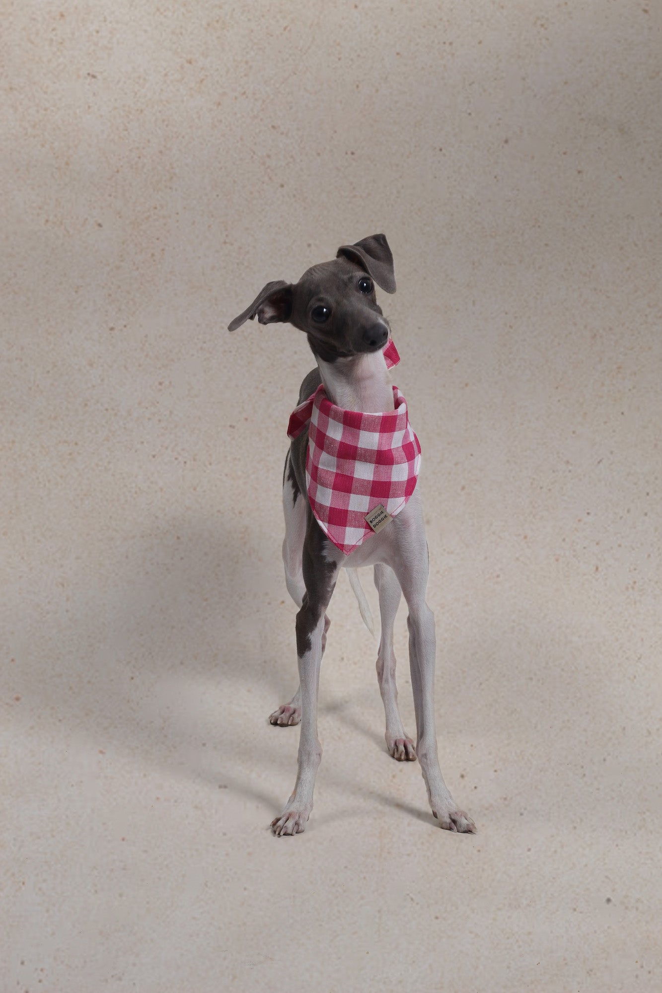 photography BOGGIE DOGGIE